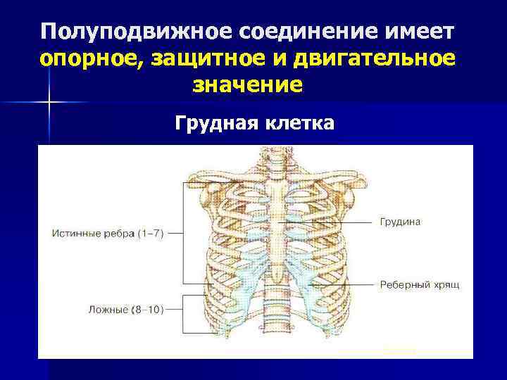 Полуподвижно соединенные кости