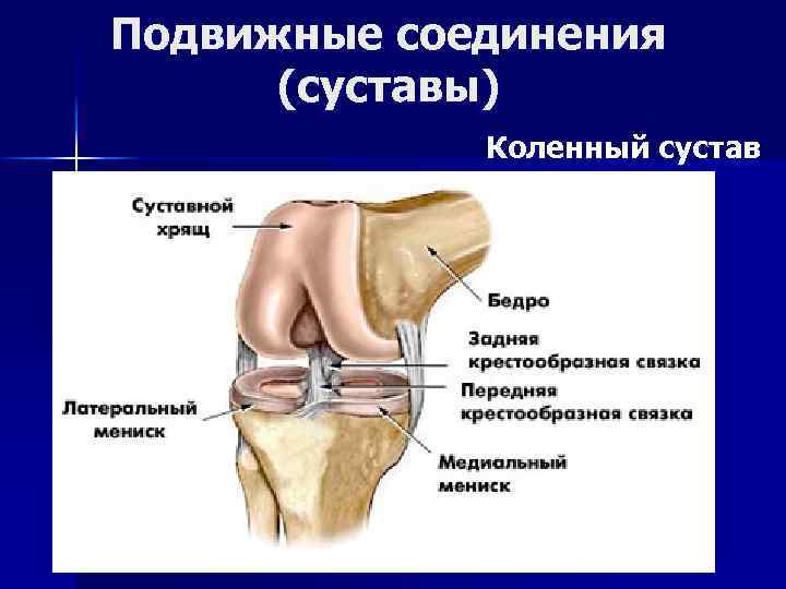 Подвижные соединения (суставы) Коленный сустав 