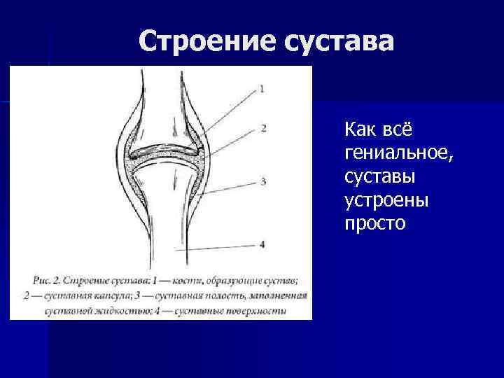 Строение сустава. Как устроен сустав. Строение сустава подробно. Строение сустава рис 17. Двухкамерный сустав.