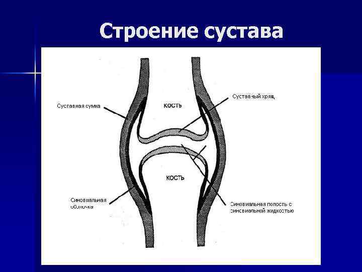 Строение сустава 