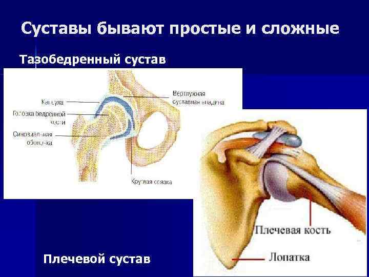 Суставы бывают. Плечевой сустав Тип соединения. Соединение костей плечевого сустава. Тип соединения костей плечевого пояса. Кости и соединения плечевого пояса плечевой сустав.