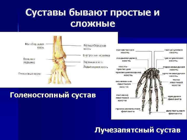 Суставы бывают простые и сложные Голеностопный сустав Лучезапятсный сустав 