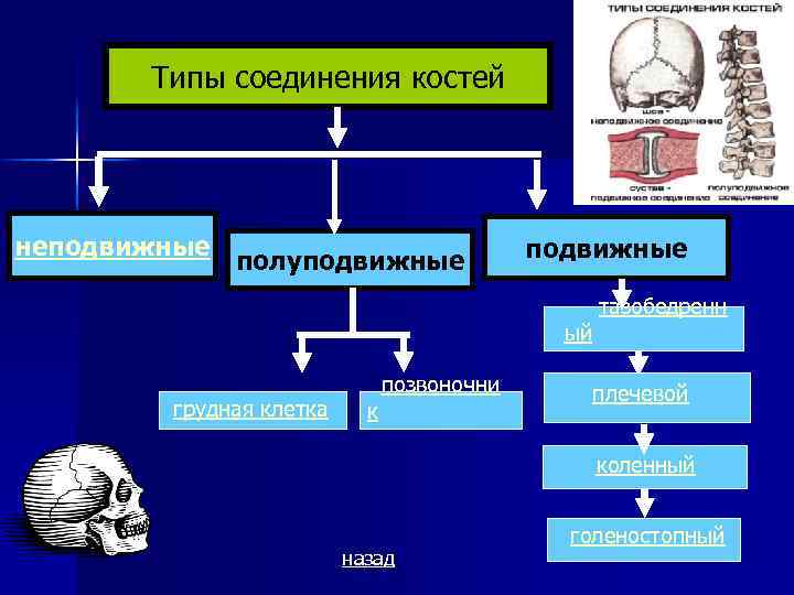 Подвижные полуподвижные неподвижные кости