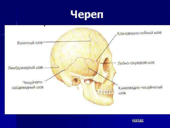 Череп назад 