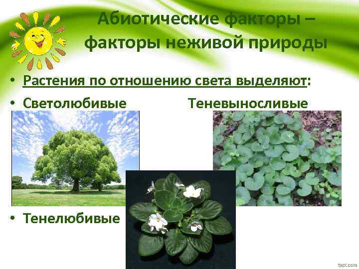 Экологическая группа тенелюбивых растений