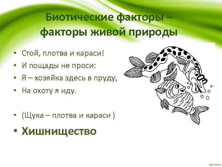 Биотические факторы – факторы живой природы • • Стой, плотва и караси! И пощады