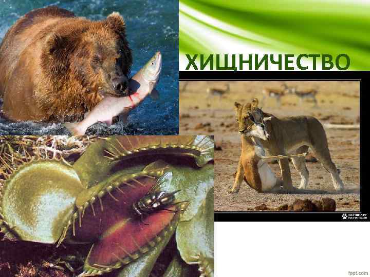 ХИЩНИЧЕСТВО 