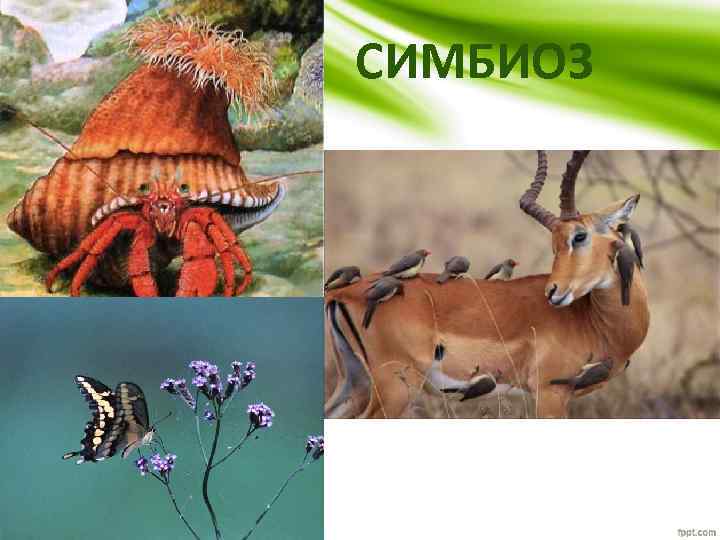 СИМБИОЗ 