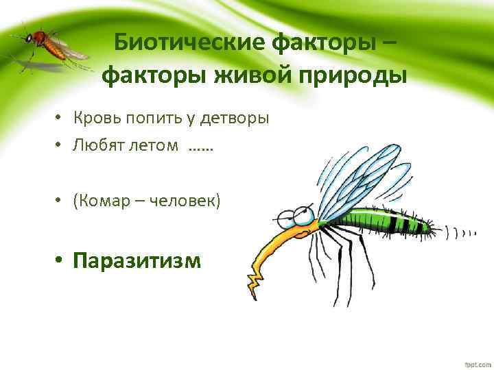 Биотические факторы – факторы живой природы • Кровь попить у детворы • Любят летом