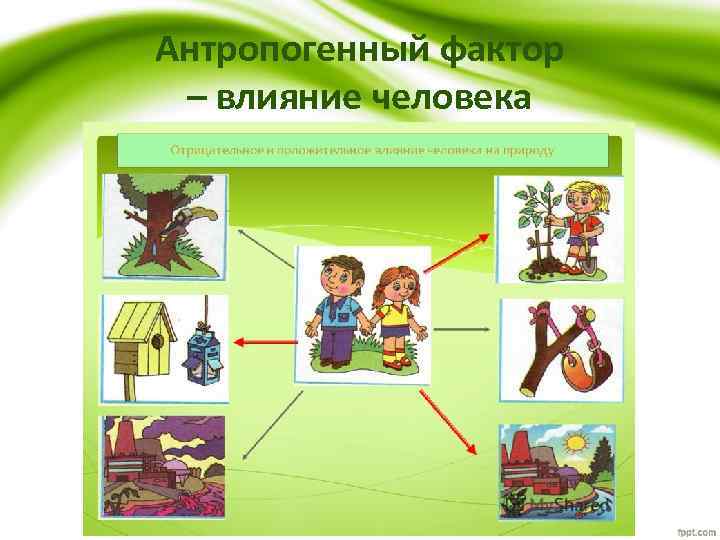 Антропогенный фактор – влияние человека 