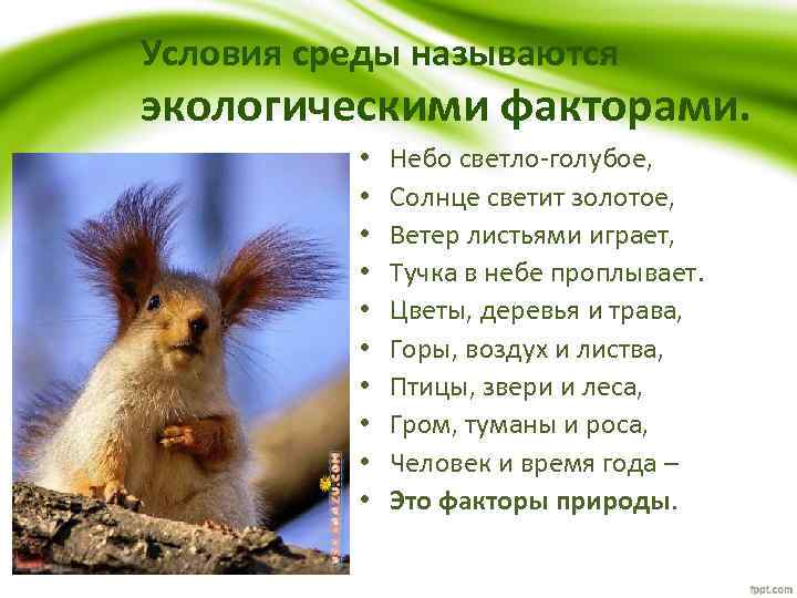 Условия среды называются экологическими факторами. • • • Небо светло-голубое, Солнце светит золотое, Ветер