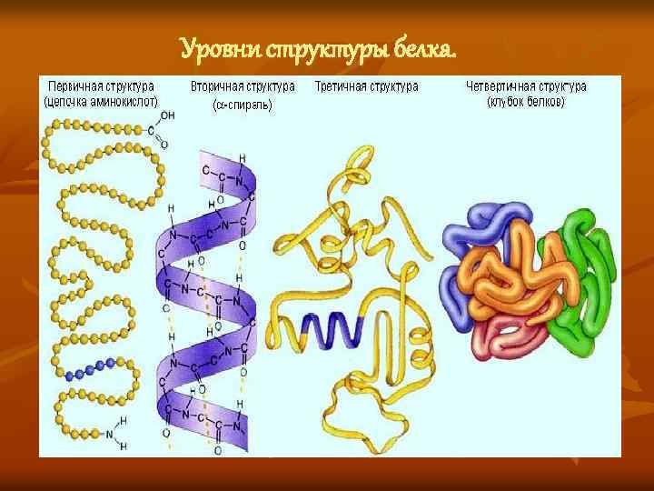 Уровни структуры белка. 