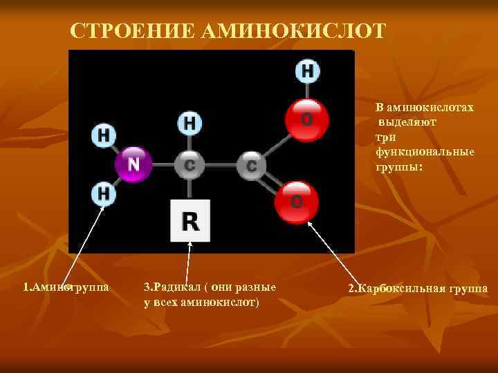 СТРОЕНИЕ АМИНОКИСЛОТ В аминокислотах выделяют три функциональные группы: 1. Аминогруппа 3. Радикал ( они