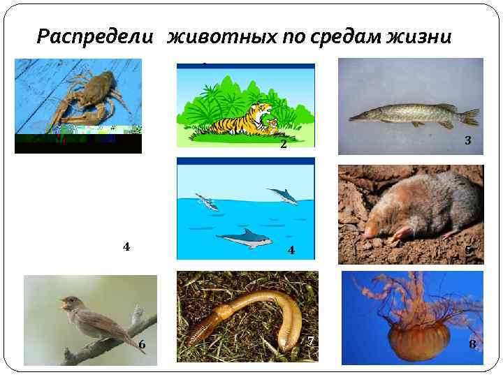 Распредели животных по средам жизни 1 3 2 4 4 6 5 7 8