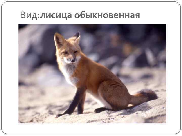 Вид: лисица обыкновенная 