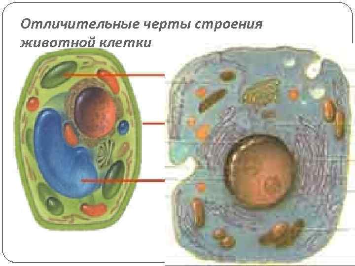 Отличительные черты строения животной клетки 