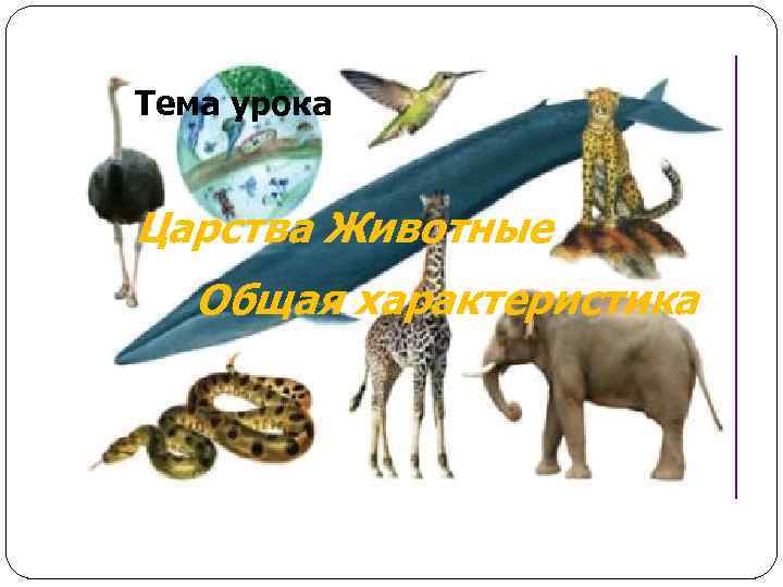 Тема урока Царства Животные Общая характеристика 
