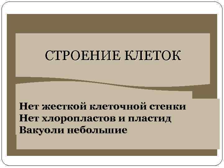 СТРОЕНИЕ КЛЕТОК Нет жесткой клеточной стенки Нет хлоропластов и пластид Вакуоли небольшие 