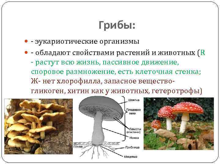 В грибах содержится белок
