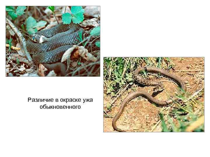 Различие в окраске ужа обыкновенного 