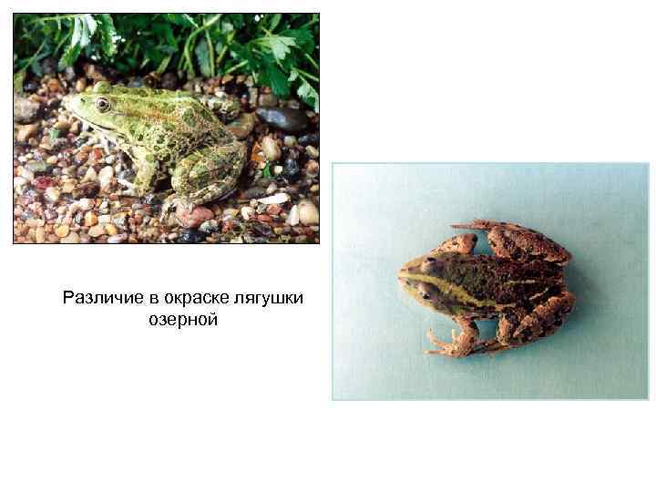 Различие в окраске лягушки озерной 