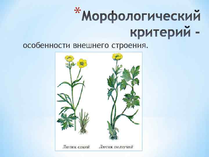 * особенности внешнего строения. 