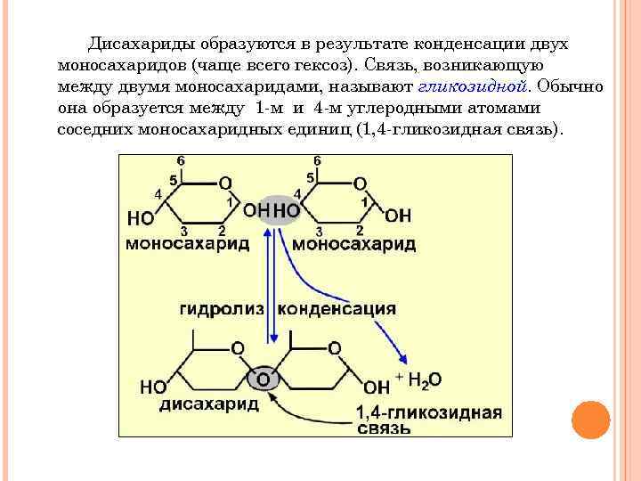 Дисахариды образуются в результате конденсации двух моносахаридов (чаще всего гексоз). Связь, возникающую между двумя