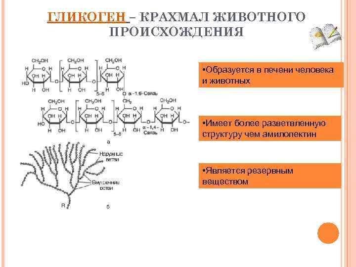 ГЛИКОГЕН – КРАХМАЛ ЖИВОТНОГО ПРОИСХОЖДЕНИЯ • Образуется в печени человека и животных • Имеет