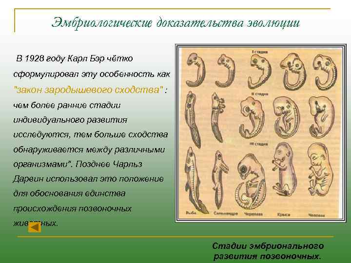 Эмбриологические доказательства эволюции В 1928 году Карл Бэр чётко сформулировал эту особенность как 