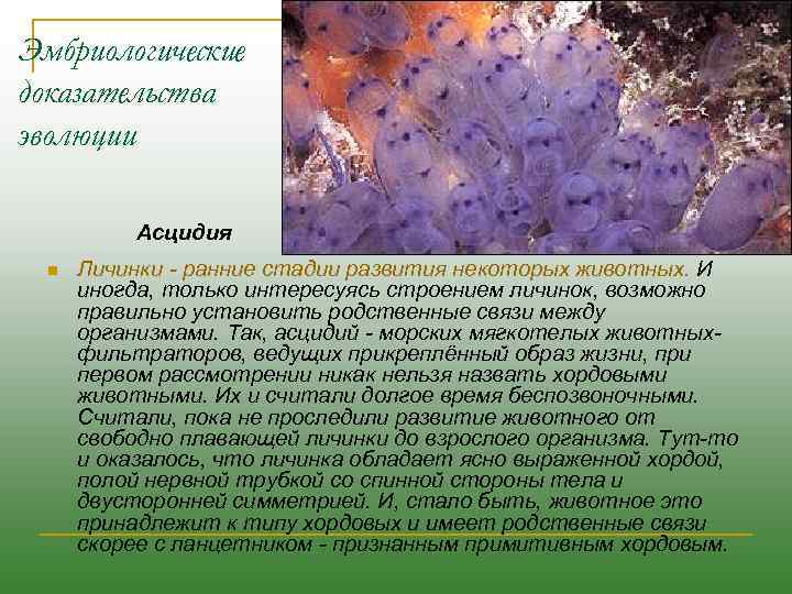 Эмбриологические доказательства эволюции Асцидия n Личинки - ранние стадии развития некоторых животных. И иногда,