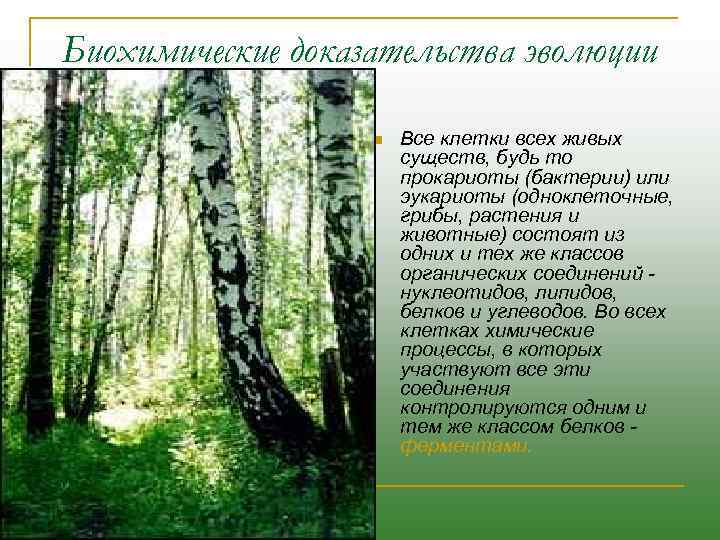 Биохимические доказательства эволюции n Все клетки всех живых существ, будь то прокариоты (бактерии) или