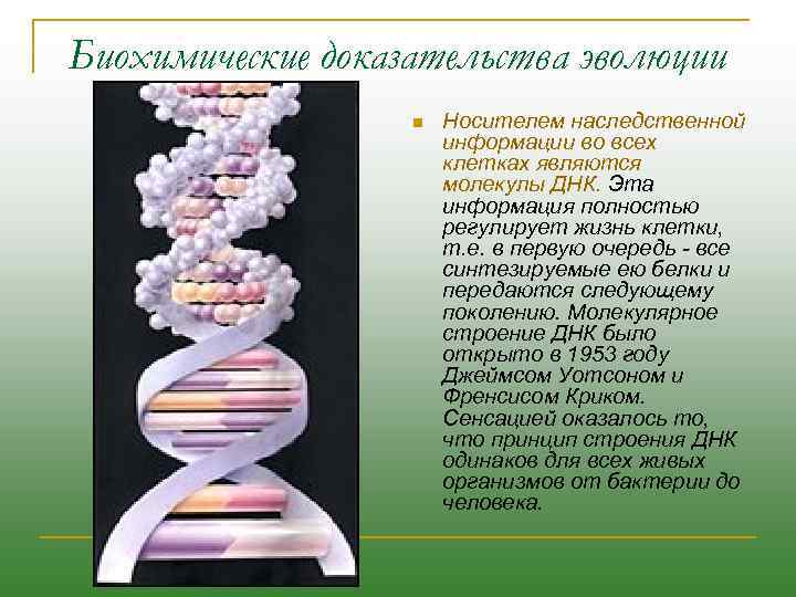 Биохимические доказательства эволюции n Носителем наследственной информации во всех клетках являются молекулы ДНК. Эта