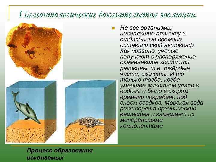 Палеонтологические доказательства эволюции. n Процесс образования ископаемых Не все организмы, населявшие планету в отдалённые