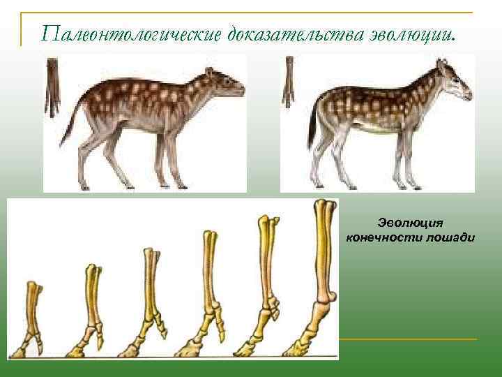 Палеонтологические доказательства эволюции. Эволюция конечности лошади 