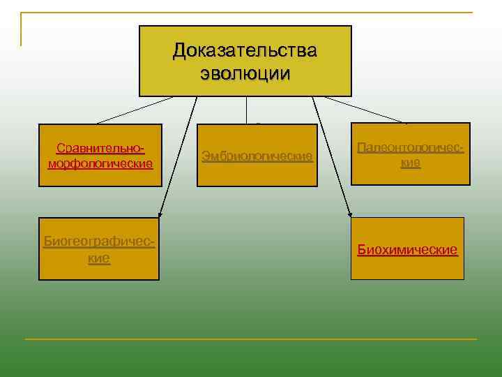 Доказательства эволюции Сравнительноморфологические Биогеографические Эмбриологические Палеонтологические Биохимические 