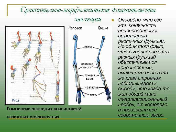 Сравнительно-морфологические доказательства эволюции n Очевидно, что все Гомология передних конечностей наземных позвоночных эти конечности