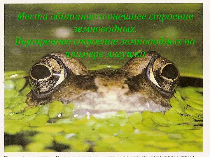 Места обитания и внешнее строение земноводных. Внутреннее строение земноводных на примере лягушки 