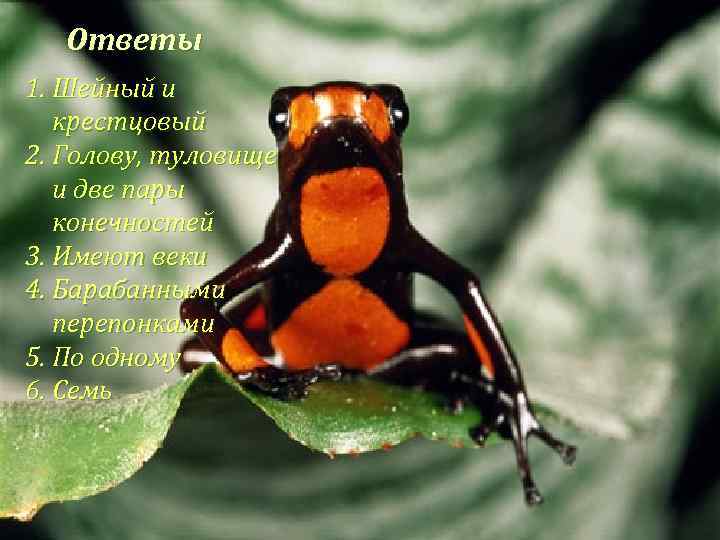 Ответы 1. Шейный и крестцовый 2. Голову, туловище и две пары конечностей 3. Имеют