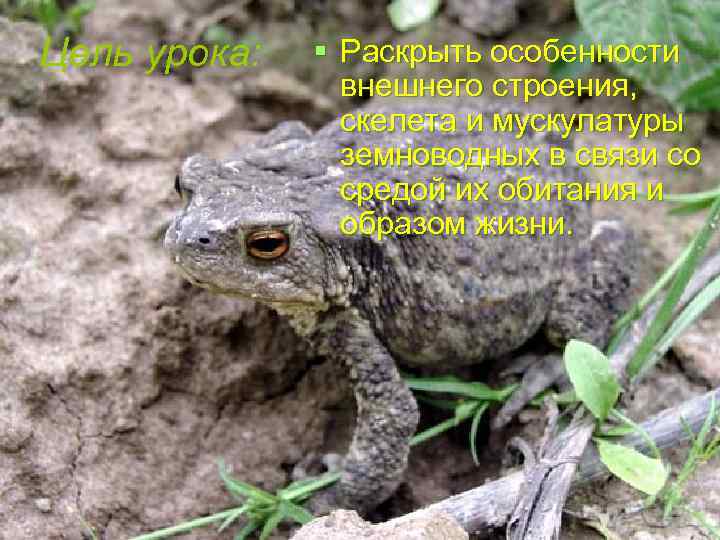 Цель урока: § Раскрыть особенности внешнего строения, скелета и мускулатуры земноводных в связи со