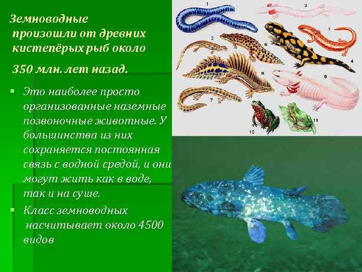 Земноводные произошли от древних кистепёрых рыб около 350 млн. лет назад. § Это наиболее