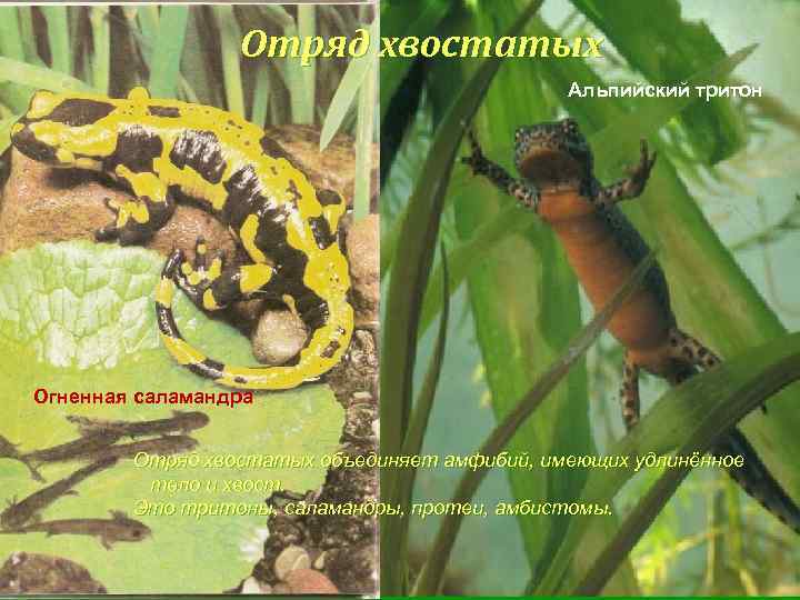 Отряд хвостатых Альпийский тритон Огненная саламандра Отряд хвостатых объединяет амфибий, имеющих удлинённое тело и