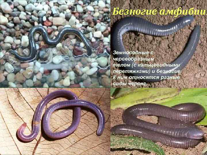 Безногие амфибии. Земноводные с червеобразным телом (с кольцевидными перетяжками) и безногие. К ним относятся