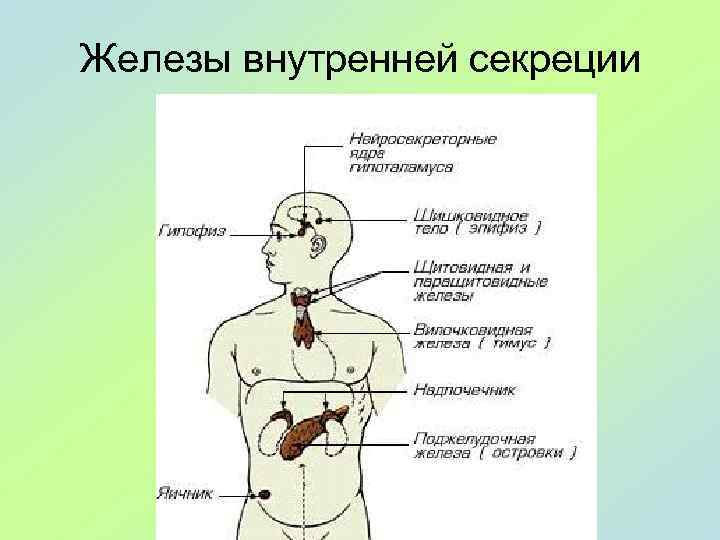 Железы внутренней секреции 