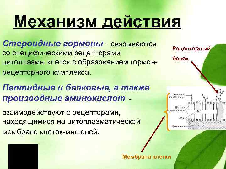 Механизм действия Стероидные гормоны - связываются со специфическими рецепторами цитоплазмы клеток с образованием гормонрецепторного