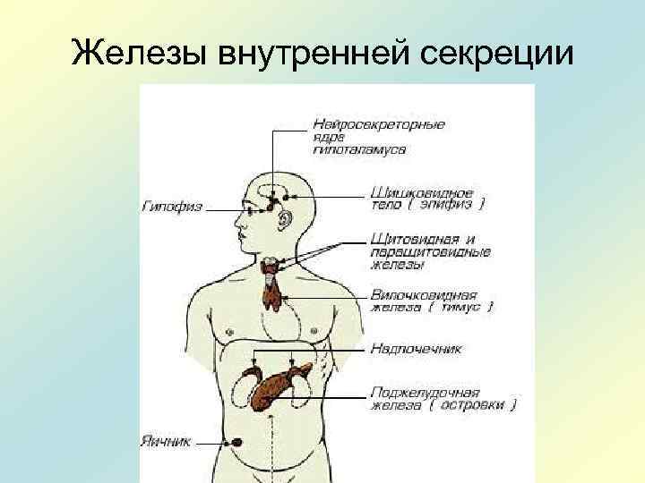 Железы внутренней секреции 