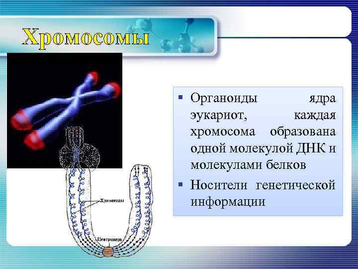 Хромосомы § Органоиды ядра эукариот, каждая хромосома образована одной молекулой ДНК и молекулами белков