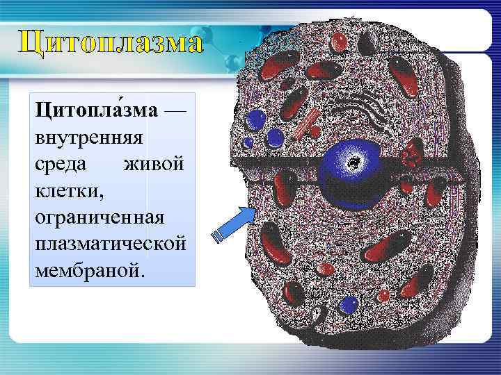 Цитоплазма Цитопла зма — внутренняя среда живой клетки, ограниченная плазматической мембраной. 