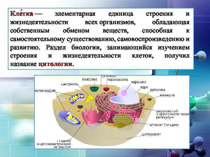 Кле тка — элементарная единица строения и LOGO жизнедеятельности всех организмов, обладающая собственным обменом