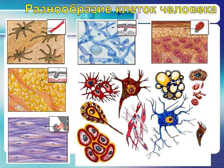 Типы тканей организма человека картинки