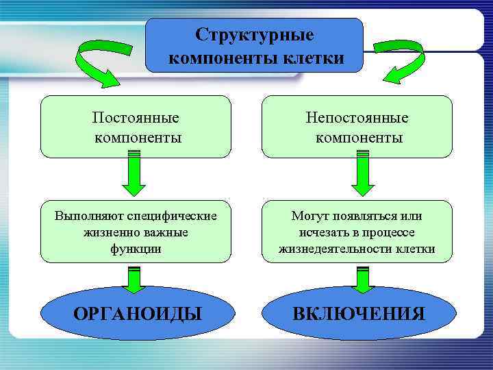 Структурные компоненты клетки Постоянные компоненты Непостоянные компоненты Выполняют специфические жизненно важные функции Могут появляться